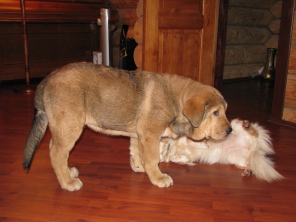 Barmy with Milya
Barbaro de Buxionte 3 months 
(SURCO DE FUENTEMIMBRE x NEGRITA DE BUXIONTE)
Keywords: pet animals