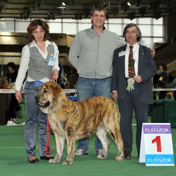 Bono s Madridskogo Dvora - Special Show of Spanish Mastiffs "Club Winner 2010"
Keywords: 2010 cortedemadrid