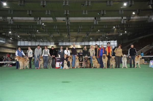 All participants - dogs, owners, breeders, handlers - Special Show of Spanish Mastiffs "Club Winner 2010"
Anahtar kelimeler: 2010 cortedemadrid