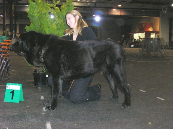 Cueto de Buxionte 14 months, Best Junior, CAJC - International Show in Belguim 2010
International Show in Belguim (Hoogstraten)
37ste Schaal der Kempen 9 & 10 january 2010

Keywords: 2010 cortedemadrid madridsky dvor