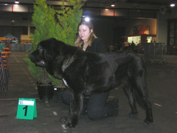 Cueto de Buxionte 14 months
International Show in Belguim (Hoogstraten)
37ste Schaal der Kempen 9 & 10 january 2010
Best Junior, CAJC
Keywords: cortedemadrid madridsky dvor