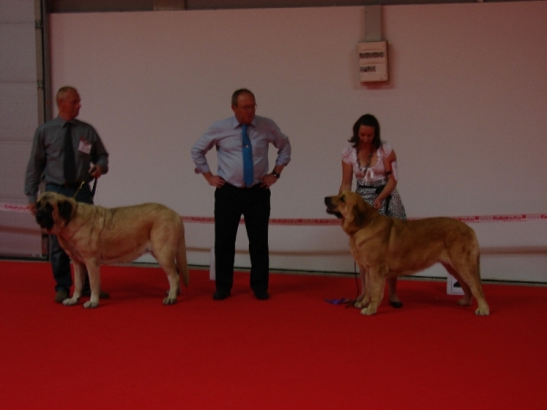 Champion class females - Anabel and Gina Tornado Erben - WDS 2010 - Denmark, Herning
Champion class females - Anabel and Gina Tornado Erben
