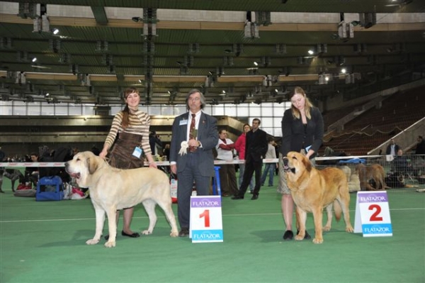 Special Show of Spanish Mastiffs "Club Winner 2010"
Keywords: 2010 cortedemadrid