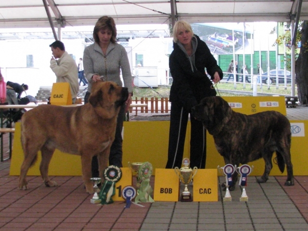 Neron de Filandon - best male and Hessi Mastibe - best female - CLUB DOG SHOW SLOVAKIA MOLOSS CLUB, Slovakia - 11.10.2009
Neron de Filandon - best male and Hessi Mastibe - best female
Keywords: 2009 cortedemadrid