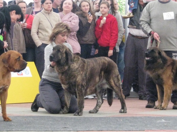 HESSI MASTIBE - EXC 1, CAC, Club Winner, BOB - CLUB DOG SHOW SLOVAKIA MOLOSS CLUB, Slovakia - 11.10.2009
Keywords: 2009 cortedemadrid