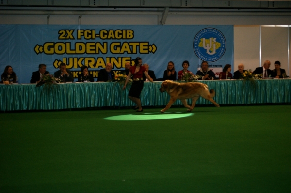 Neron de FIlandon, Best in Show - International Show "Golden Gates", Ukraine, Kiev 2010
Keywords: 2010 cortedemadrid