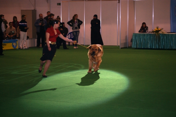 Neron de Filandon - champion class, excellent 1, CAC, CACIB, Best male, Best of Breed, Champion of Ukraine - International Show "Golden Gates", Ukraine, Kiev 2010
Keywords: 2010 madridsky dvor