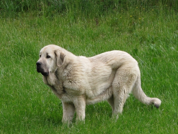 Severo de Filandon 6 months
Nyckelord: cortedemadrid madridsky dvor