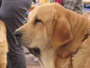 Filename=Суки_юниоры.jpg
Filesize=160KiB
Dimensions=880x660
Date added=%364 %20, %2009 Суки_юниоры.jpg