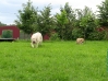 Filename=13.jpg
Filesize=264KiB
Dimensions=896x672
Date added=%607 %06, %2010 13.jpg