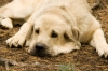 Filename=139559798.jpg
Filesize=182KiB
Dimensions=785x523
Date added=%565 %06, %2010 139559798.jpg