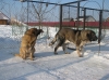 Filename=IGla_and_Zhuzha.jpg
Filesize=225KiB
Dimensions=839x629
Date added=%618 %03, %2009 IGla_and_Zhuzha.jpg