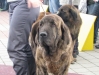 Filename=Moloss_Show_Hessi.jpg
Filesize=175KiB
Dimensions=913x685
Date added=%373 %20, %2009 Moloss_Show_Hessi.jpg