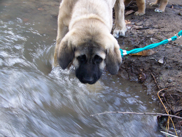 Quijano de Cueto Negro (Zar) - 2 meses
Leon de Cueto Negro x Athenea de Cueto Negro
Nacido el 08.10.2007
Keywords: ramon