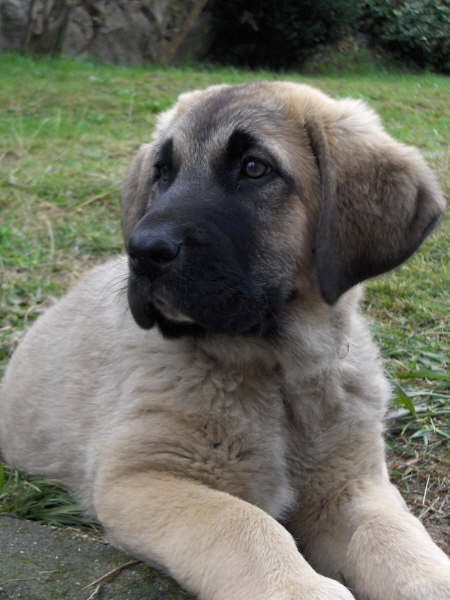 Quijano de Cueto Negro (Zar) - 2 meses
Leon de Cueto Negro x Athenea de Cueto Negro
Nacido el 08.10.2007
Keywords: ramon