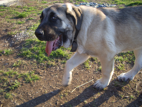 Zar  -  Quijano de Cueto Negro
( Leon de Cueto Negro x Athenea de Cueto Negro )
Keywords: ramon