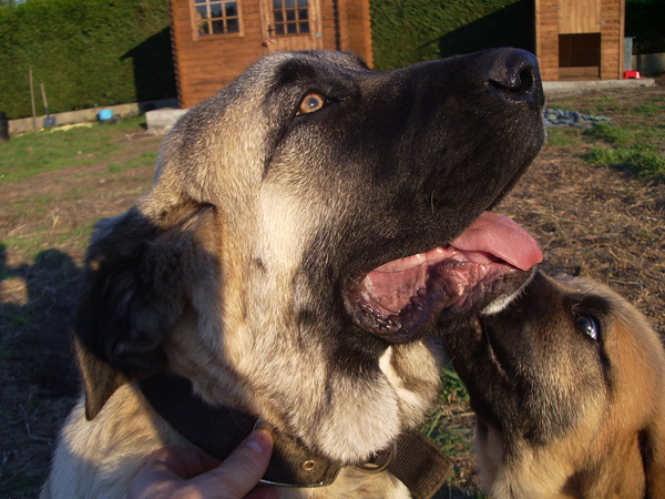 Zar y Tara
Keywords: ramon