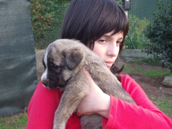 Adela y cachorrito
Cachorrito hijo de Zar y Morita
Keywords: ramon