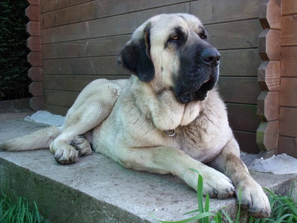 Zar
Quijano de Cueto Negro (16 meses)    Leon de Cueto Negro x Athenea de Cueto Negro
Keywords: ramon