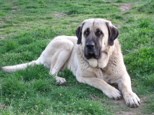 Zar
Quijano de Cueto Negro (16 meses)    Leon de Cueto Negro x Athenea de Cueto Negro
Keywords: ramon