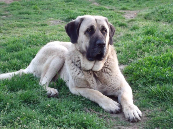 Zar
Quijano de Cueto Negro (16 meses)    Leon de Cueto Negro x Athenea de Cueto Negro
Keywords: ramon