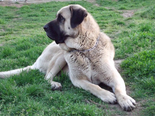 Zar
Quijano de Cueto Negro (16 meses)    Leon de Cueto Negro x Athenea de Cueto Negro
Keywords: ramon