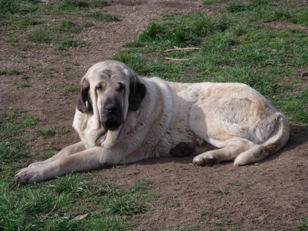 Rubi
La dulce Rubi otra vez en casa después de un año desde que la robaron , nunca hay que perder la esperanza y seguir buscando siempre.
Keywords: ramon