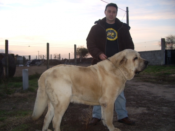 yo y Caruso
Caruso, padre de mi perra ,Tara de Vilar.
Keywords: ramon
