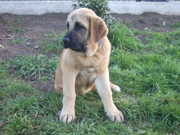 Tara de Vilar  ( Caruso x selva de Vilar  )  tres meses
Keywords: ramon