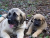 Filename=101_0024.jpg
Filesize=165KiB
Dimensions=600x450
Date added=%788 %20, %2008 101_0024.jpg