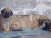 Filename=101_0076.jpg
Filesize=131KiB
Dimensions=600x450
Date added=%787 %20, %2008 101_0076.jpg