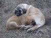 Filename=Imagen_008~0.jpg
Filesize=163KiB
Dimensions=600x450
Date added=%839 %09, %2008 Imagen_008~0.jpg