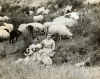 Filename=albtib27.jpg
Filesize=147KiB
Dimensions=812x643
Date added=%522 %16, %2008 albtib27.jpg