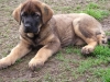 Filename=loba.JPG
Filesize=125KiB
Dimensions=730x548
Date added=%546 %20, %2010 loba.JPG