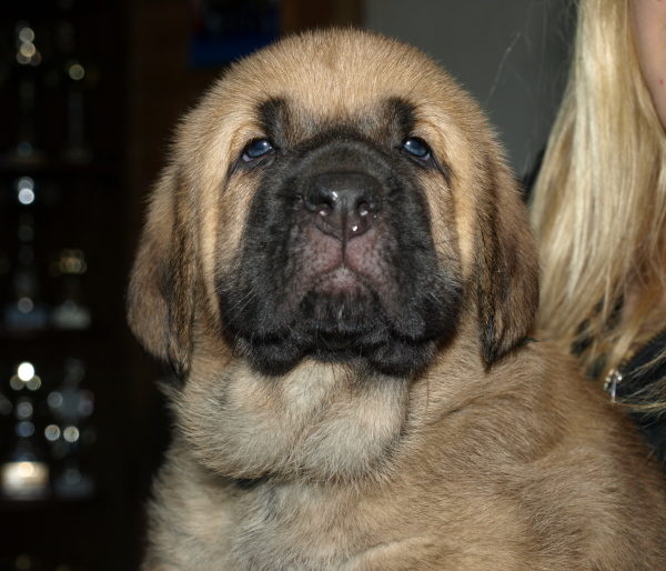 female puppy 5 weeks old (cachorro hembra 5 semanas de edad)
(ELTON Z KRAJE SOKOLU x ANAIS RIO RITA)
Born: 28.08.2010
الكلمات الإستدلالية(لتسهيل البحث): Anuler