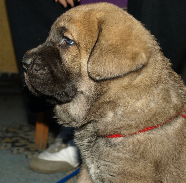 female puppy 5 weeks old (cachorro hembra 5 semanas de edad)
(ELTON Z KRAJE SOKOLU x ANAIS RIO RITA)
Born: 28.08.2010
Keywords: Anuler