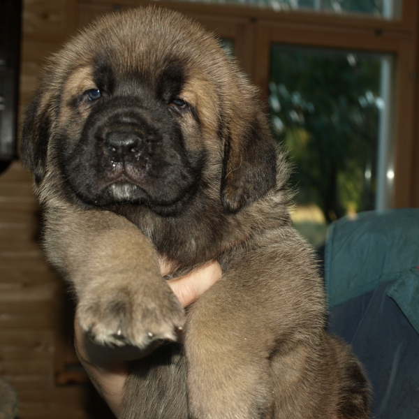 male puppy 5 weeks old (cachorro macho 5 semanas de edad)
(ELTON Z KRAJE SOKOLU x ANAIS RIO RITA)
Born: 28.08.2010
Keywords: Anuler