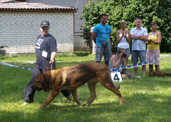 Anuler Alvaro (9 month old from yesterday) - Match Show 19.07.2009 Estonia, trot
Anuler Alvaro, born 18.10.2008 (Ch Elton z Kraje Sokolu x Anais Rio Rita)
Keywords: Anuler