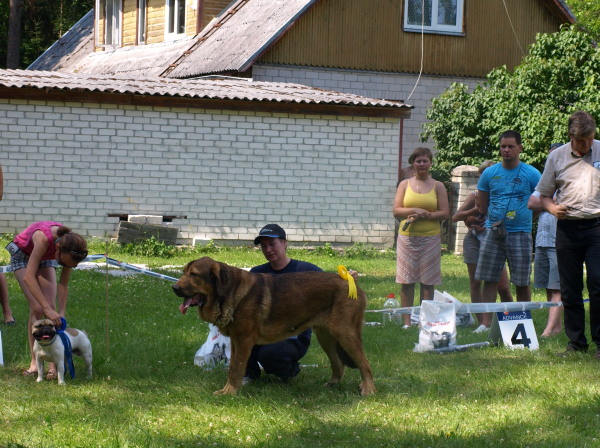 Anuler Alvaro (9 month old from yesterday) - Match Show 19.07.2009 Estonia, 3rd place in winners group
Anuler Alvaro, born 18.10.2008 (Ch Elton z Kraje Sokolu x Anais Rio Rita)
Keywords: Anuler