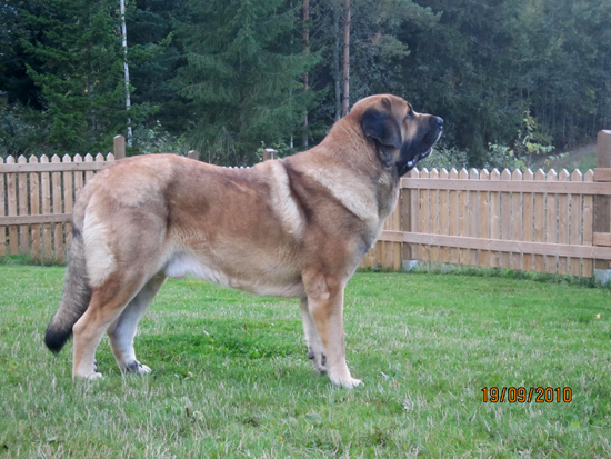 Anuler Amado 23 month old (23 meses de edad)
Elton z Kraje Sokolu x Anais Rio Rita
Keywords: Anuler