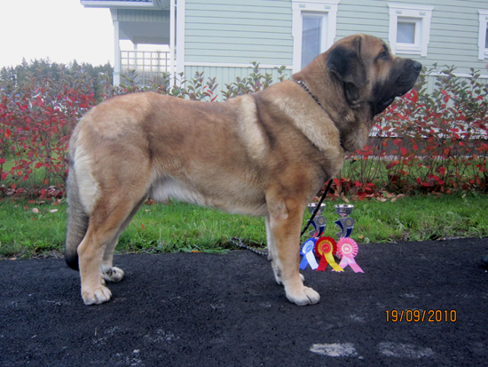 Anuler Amado 23 month old (23 meses de edad) Best of Breed at National Show, Porvoo-Finland
Elton z Kraje Sokolu x Anais Rio Rita
Keywords: Anuler