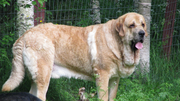 Anuler Aureliano 20 month old (20 meses de edad), 97kg, official valuation of dysplasy HD-A/A and ED-0/0. Owner kennel Startail`s
(Elton z Kraje Sokolu x Anais Rio Rita)
Keywords: Anuler