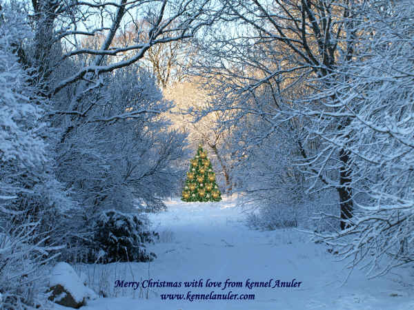 Merry Christmas 2010 from kennel Anuler and Anu R., Estonia ♥♥♥ Feliz Navidad ♥♥♥
Schlüsselwörter: xmas Anuler