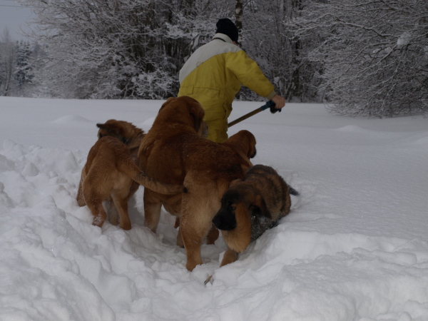 only way to get through the snow......use spade
Keywords: Anuler