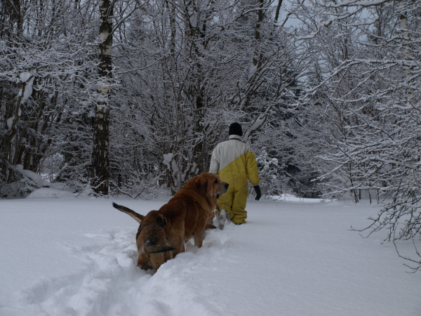 Walk to the forest...
Massai (Elton z Kraje Sokolu) with his puppies
Keywords: Anuler