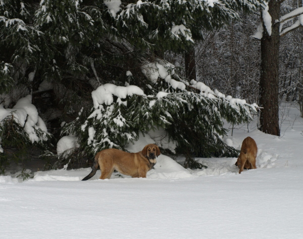 Puppies in the forest
Keywords: Anuler