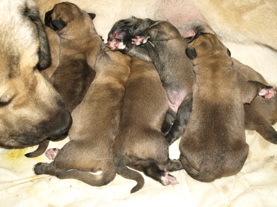 Spanish mastiff litter born 28.08.2010  Mastin Español camada nacida 28.08.2010, criador Anuler
Elton z Kraje Sokolu x Anais Rio Rita (We doubled our great A-litter). 6 females and 2 males
Keywords: Anuler