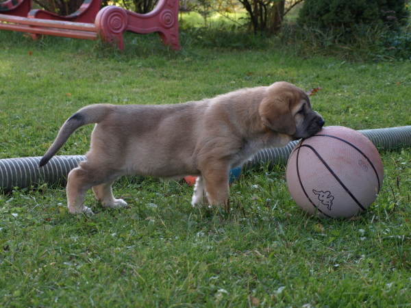 6 weeks old female
Elton z Kraje Sokolu x Anais Rio Rita
Keywords: Anuler