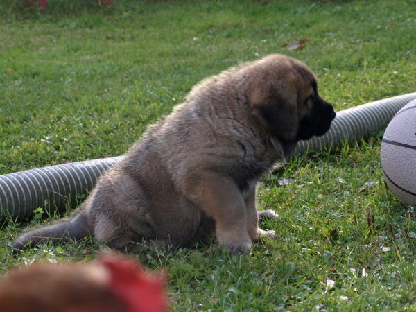 6 weeks old male
Elton z Kraje Sokolu x Anais Rio Rita
Keywords: Anuler