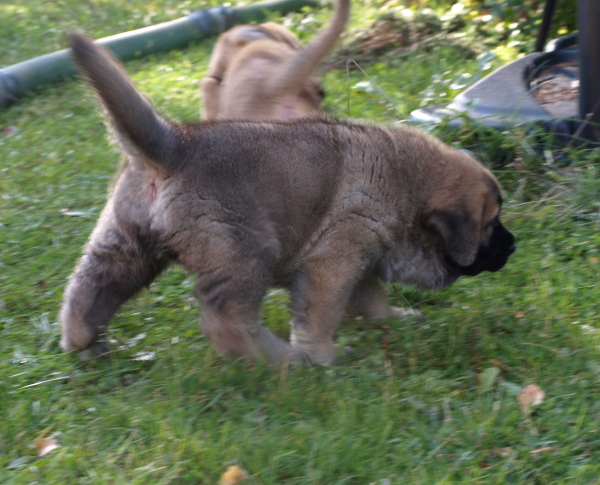 6 weeks old male
Elton z Kraje Sokolu x Anais Rio Rita
Keywords: Anuler